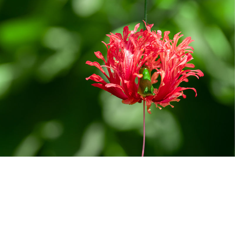 Deze bloem is een koraalmalve (Hibiscus schizopetalus), ook bekend als Japanse lantaarn of gefranjerde roosmalve. 