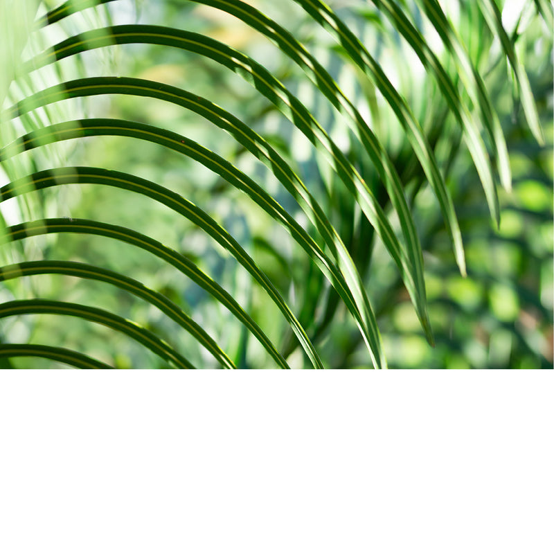 Dit is een Cycas, ook bekend als de sagopalm. Hoewel de plant op een palm lijkt, behoort hij tot de cycaden, een groep planten die ouder is dan de dinosaurussen. 