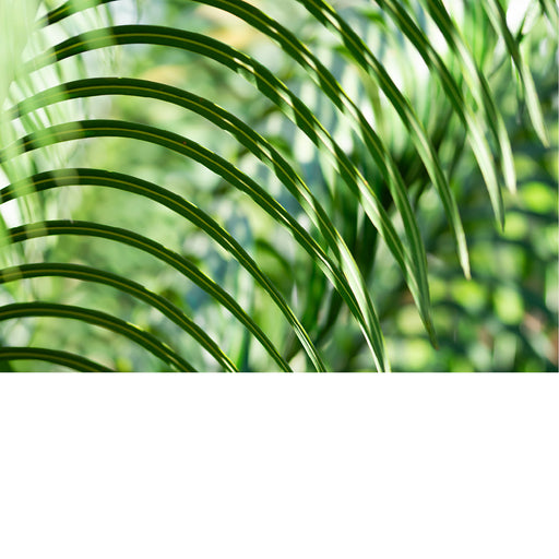 Dit is een Cycas, ook bekend als de sagopalm. Hoewel de plant op een palm lijkt, behoort hij tot de cycaden, een groep planten die ouder is dan de dinosaurussen. 