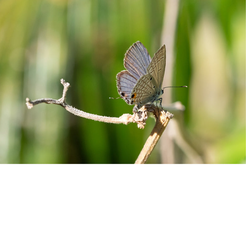 Een vlinder van de soort Luthrodes pandava, ook bekend als de "plains cupid" of "cycad blue". 