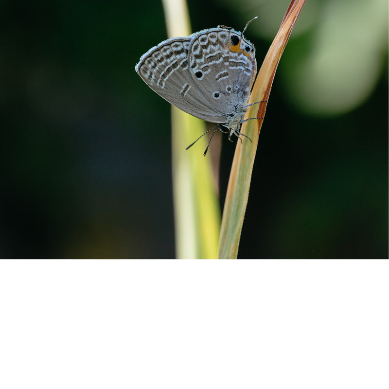 Een vlinder van de soort Luthrodes pandava, ook bekend als de "plains cupid" of "cycad blue". 