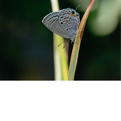 Een vlinder van de soort Luthrodes pandava, ook bekend als de "plains cupid" of "cycad blue". 