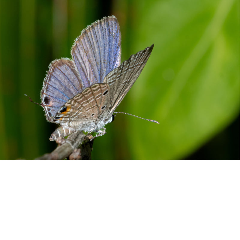 Een vlinder van de soort Luthrodes pandava, ook bekend als de "plains cupid" of "cycad blue". 