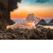 De schelp van de zeeslak heeft een zware, grote vorm met korte, stevige stekels. De soort komt voornamelijk voor in de Middellandse Zee. 