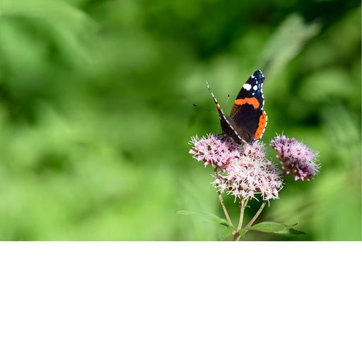 De Atalanta is een middelgrote vlinder die te herkennen is aan de heldere, rood-oranje banden over de vier bovenste vleugels. 
