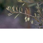 De olijfboom (Olea europaea) is een groenblijvende boom die voornamelijk in het Middellandse Zeegebied groeit. 