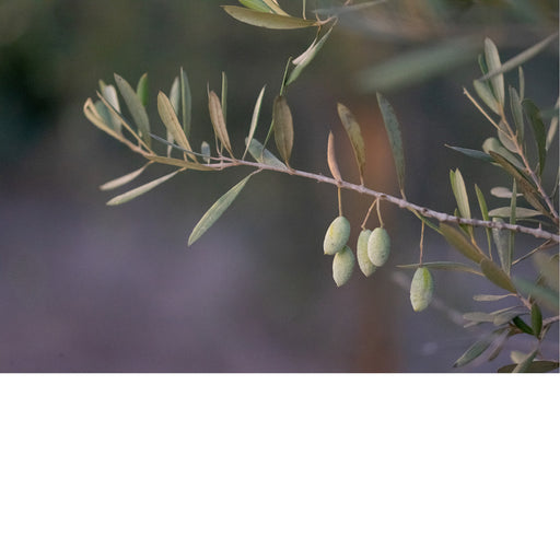 De olijfboom (Olea europaea) is een groenblijvende boom die voornamelijk in het Middellandse Zeegebied groeit. 