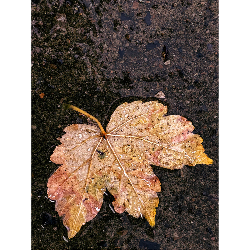 Het blad van een esdoorn ligt op de grond in een plas.