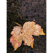 Het blad van een esdoorn ligt op de grond in een plas.