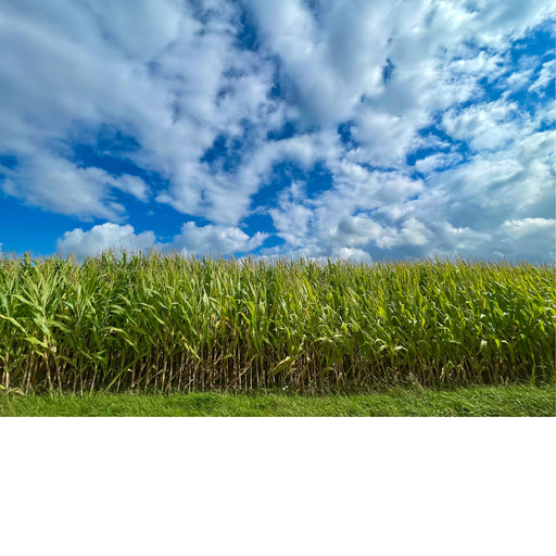Een maïsveld onder een helderblauwe lucht met witte wolken.