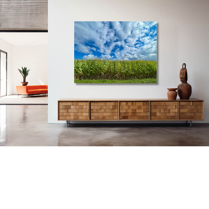 Veld onder de blauwe hemel