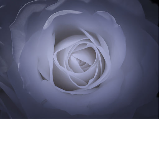 Rozen worden al meer dan 5.000 jaar gekweekt, oorspronkelijk in China. Er bestaan meer dan 30.000 gekweekte soorten rozen.