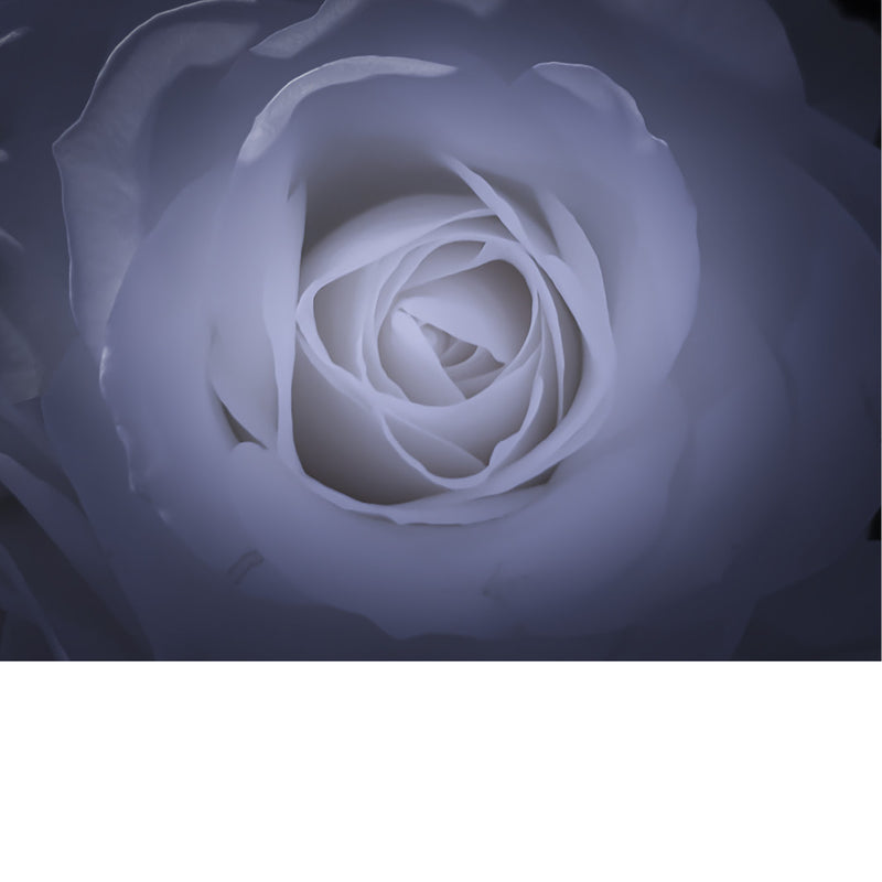 Rozen worden al meer dan 5.000 jaar gekweekt, oorspronkelijk in China. Er bestaan meer dan 30.000 gekweekte soorten rozen.