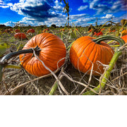 Een pompoenveld met twee grote, oranje pompoenen op de voorgrond. Hoewel ze vaak als groente worden beschouwd, zijn pompoenen technisch gezien een vrucht omdat ze zaden bevatten. 