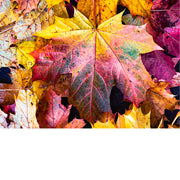 De groene kleur van bladeren is afkomstig van chlorofyl, dat essentieel is voor fotosynthese. Wanneer de dagen korter worden en de temperatuur daalt, begint de chlorofyl af te breken. Hierdoor worden andere pigmenten, zoals carotenen (geel en oranje) en anthocyanen (rood en paars), zichtbaar. 