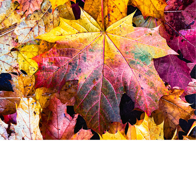 De groene kleur van bladeren is afkomstig van chlorofyl, dat essentieel is voor fotosynthese. Wanneer de dagen korter worden en de temperatuur daalt, begint de chlorofyl af te breken. Hierdoor worden andere pigmenten, zoals carotenen (geel en oranje) en anthocyanen (rood en paars), zichtbaar. 