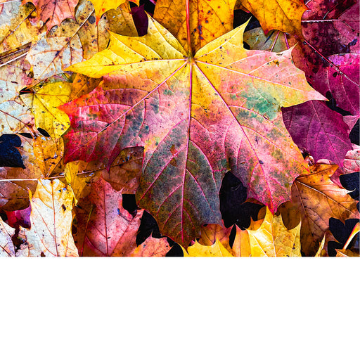 De groene kleur van bladeren is afkomstig van chlorofyl, dat essentieel is voor fotosynthese. Wanneer de dagen korter worden en de temperatuur daalt, begint de chlorofyl af te breken. Hierdoor worden andere pigmenten, zoals carotenen (geel en oranje) en anthocyanen (rood en paars), zichtbaar. 