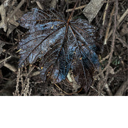 Een blad van een Noorse esdoorn (Acer platanoides). Het is een boomsoort die oorspronkelijk uit Europa en West-Azië komt.