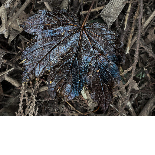Een blad van een Noorse esdoorn (Acer platanoides). Het is een boomsoort die oorspronkelijk uit Europa en West-Azië komt.