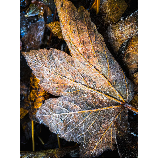 Esdoornbladeren die op de grond liggen, bedekt met een lichte laag rijp. De bladeren vertonen de kenmerkende herfstkleuren, variërend van geel en oranje tot bruin. Rijp, bestaande uit kleine ijskristallen, bedekt de oppervlakken van de bladeren, wat duidt op koude temperaturen.