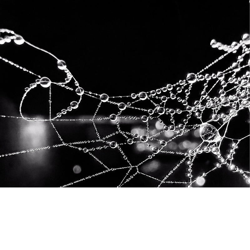 Een spinnenweb bedekt met dauwdruppels. Spinnenwebben zijn ingewikkelde structuren van zijde die door spinnen worden gemaakt en die verschillende doelen dienen. 