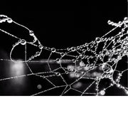Een spinnenweb bedekt met dauwdruppels. Spinnenwebben zijn ingewikkelde structuren van zijde die door spinnen worden gemaakt en die verschillende doelen dienen. 