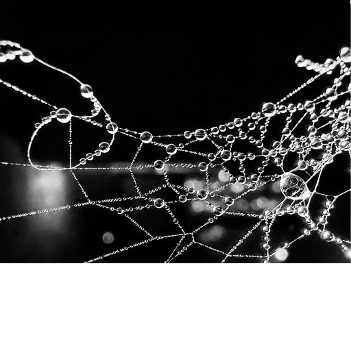 Een spinnenweb bedekt met dauwdruppels. Spinnenwebben zijn ingewikkelde structuren van zijde die door spinnen worden gemaakt en die verschillende doelen dienen. 