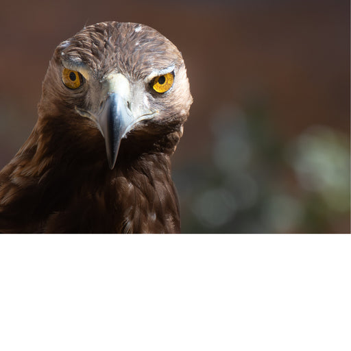 De steenarend is een grote, donkere roofvogel die voorkomt op het noordelijk halfrond. 