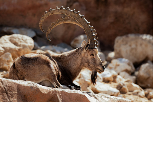 De Nubische steenbok (Capra nubiana) is een woestijnsoort die voorkomt in bergachtige gebieden in Noord- en Noordoost-Afrika en het Midden-Oosten. 