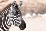 De strepen van de zebra zijn een vorm van camouflage die 'disruptive coloration' wordt genoemd, waardoor de omtrek van hun lichaam wordt doorbroken. 