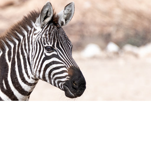 De strepen van de zebra zijn een vorm van camouflage die 'disruptive coloration' wordt genoemd, waardoor de omtrek van hun lichaam wordt doorbroken. 