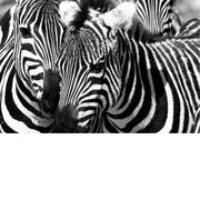 De strepen van de zebra zijn een vorm van camouflage die 'disruptive coloration' wordt genoemd, waardoor de omtrek van hun lichaam wordt doorbroken. 