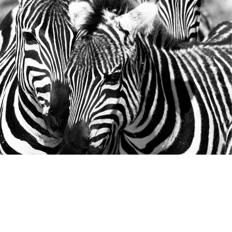 De strepen van de zebra zijn een vorm van camouflage die 'disruptive coloration' wordt genoemd, waardoor de omtrek van hun lichaam wordt doorbroken. 