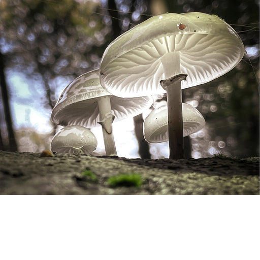 De porseleinzwam groeit voornamelijk op dode of rottende beukenbomen en is te vinden van de late zomer tot de late herfst. 