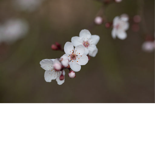 De kersenbloesem staat in de Japanse cultuur symbool voor een nieuw begin en de vergankelijke schoonheid van het leven. 