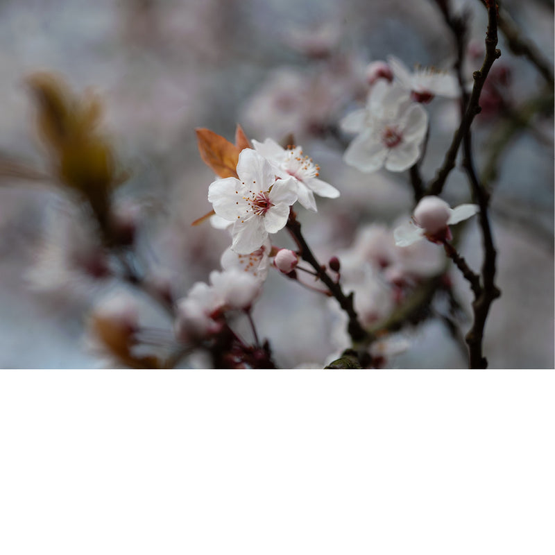 De kersenbloesem staat in de Japanse cultuur symbool voor een nieuw begin en de vergankelijke schoonheid van het leven. 