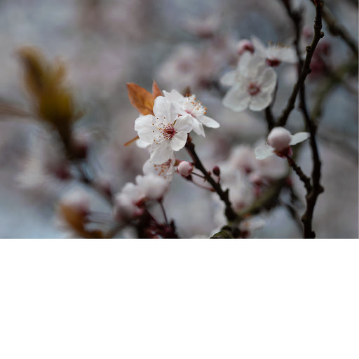 De kersenbloesem staat in de Japanse cultuur symbool voor een nieuw begin en de vergankelijke schoonheid van het leven. 