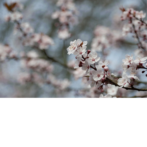 De kersenbloesem staat in de Japanse cultuur symbool voor een nieuw begin en de vergankelijke schoonheid van het leven. 
