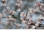 De kersenbloesem staat in de Japanse cultuur symbool voor een nieuw begin en de vergankelijke schoonheid van het leven. 