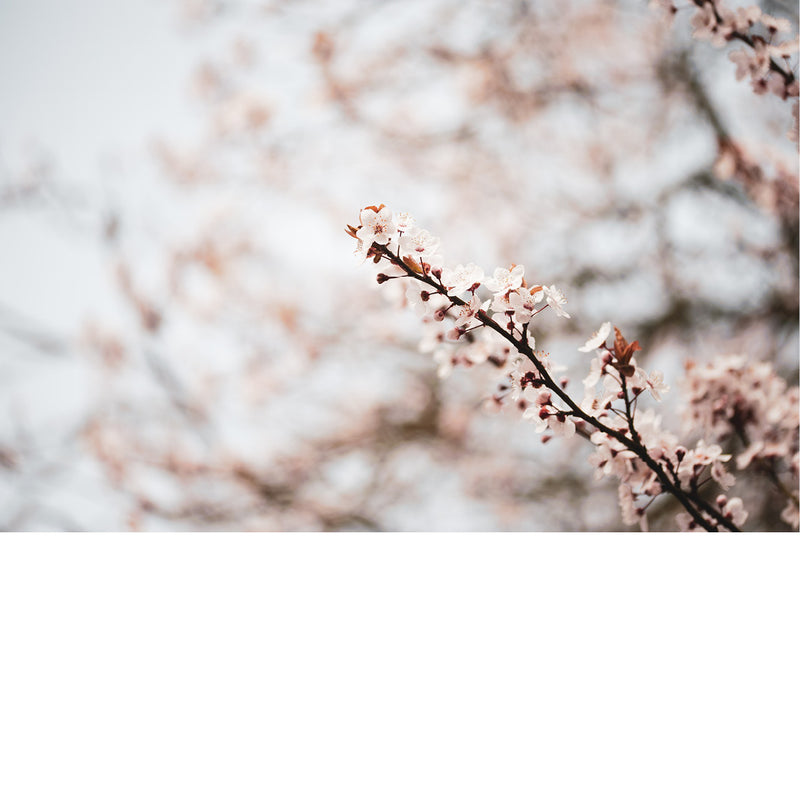 De kersenbloesem staat in de Japanse cultuur symbool voor een nieuw begin en de vergankelijke schoonheid van het leven. 