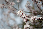 De kersenbloesem staat in de Japanse cultuur symbool voor een nieuw begin en de vergankelijke schoonheid van het leven. 