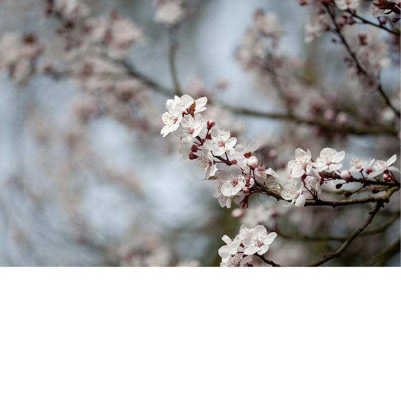 De kersenbloesem staat in de Japanse cultuur symbool voor een nieuw begin en de vergankelijke schoonheid van het leven. 