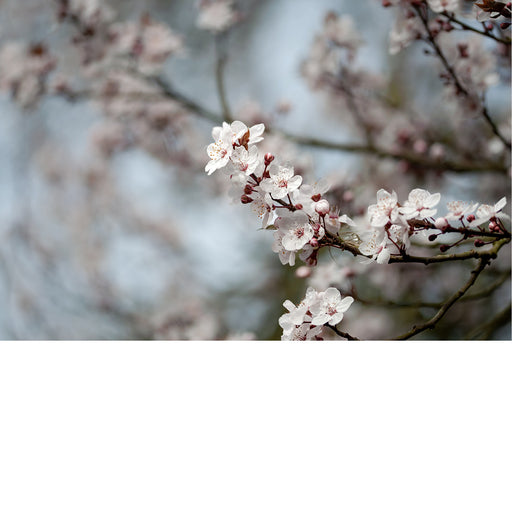 De kersenbloesem staat in de Japanse cultuur symbool voor een nieuw begin en de vergankelijke schoonheid van het leven. 