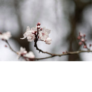 De kersenbloesem staat in de Japanse cultuur symbool voor een nieuw begin en de vergankelijke schoonheid van het leven. 