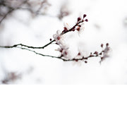 De kersenbloesem staat in de Japanse cultuur symbool voor een nieuw begin en de vergankelijke schoonheid van het leven. 