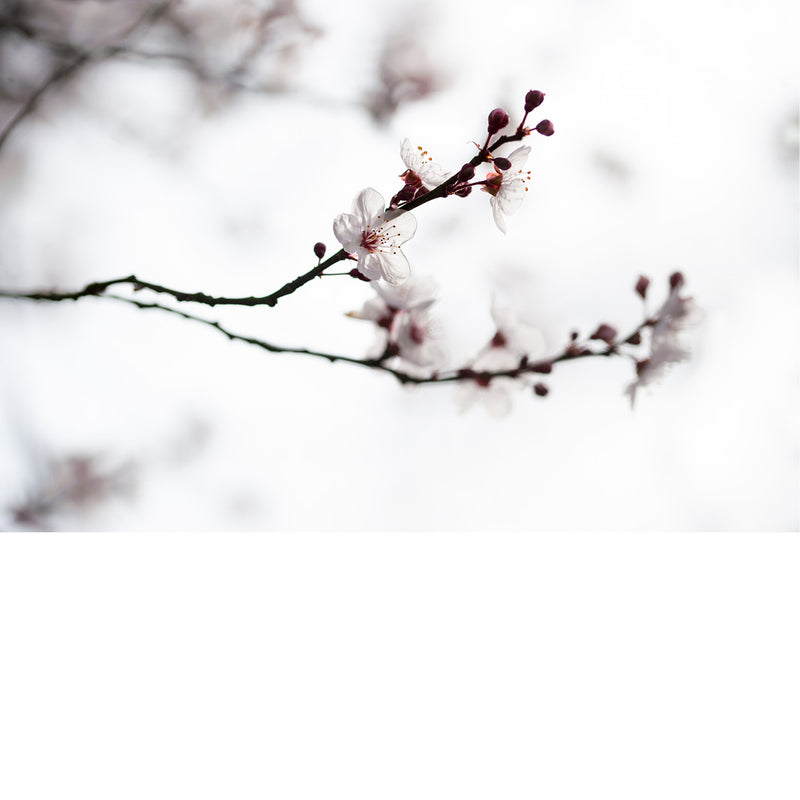 De kersenbloesem staat in de Japanse cultuur symbool voor een nieuw begin en de vergankelijke schoonheid van het leven. 