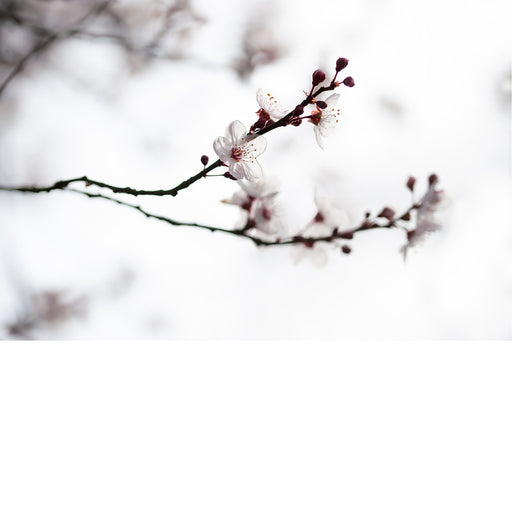 De kersenbloesem staat in de Japanse cultuur symbool voor een nieuw begin en de vergankelijke schoonheid van het leven. 