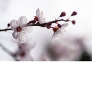 De kersenbloesem staat in de Japanse cultuur symbool voor een nieuw begin en de vergankelijke schoonheid van het leven. 