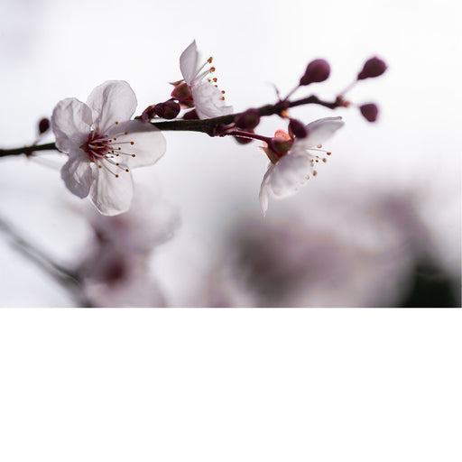 De kersenbloesem staat in de Japanse cultuur symbool voor een nieuw begin en de vergankelijke schoonheid van het leven. 