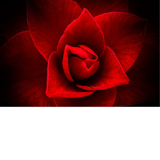 Geniet van de intensiteit van deze Japanse roos in macro close up.